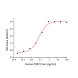 Proliferation Assay - Recombinant Human GM-CSF Protein (C-terminal His Tag) (A330712) - Antibodies.com