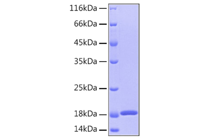 SDS-PAGE - Recombinant Human GMFB Protein (A330713) - Antibodies.com