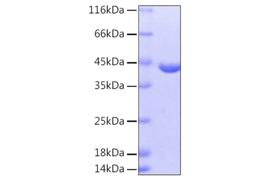 SDS-PAGE - Recombinant Human GOT1 Protein (A330715) - Antibodies.com