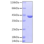 SDS-PAGE - Recombinant Human GOT1 Protein (A330715) - Antibodies.com