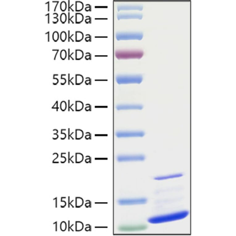 SDS-PAGE - Recombinant Human GRO gamma Protein (A330723) - Antibodies.com