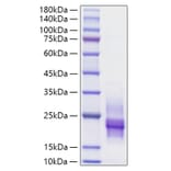 SDS-PAGE - Recombinant Human HBEGF/DTR Protein (C-terminal His Tag) (A330727) - Antibodies.com