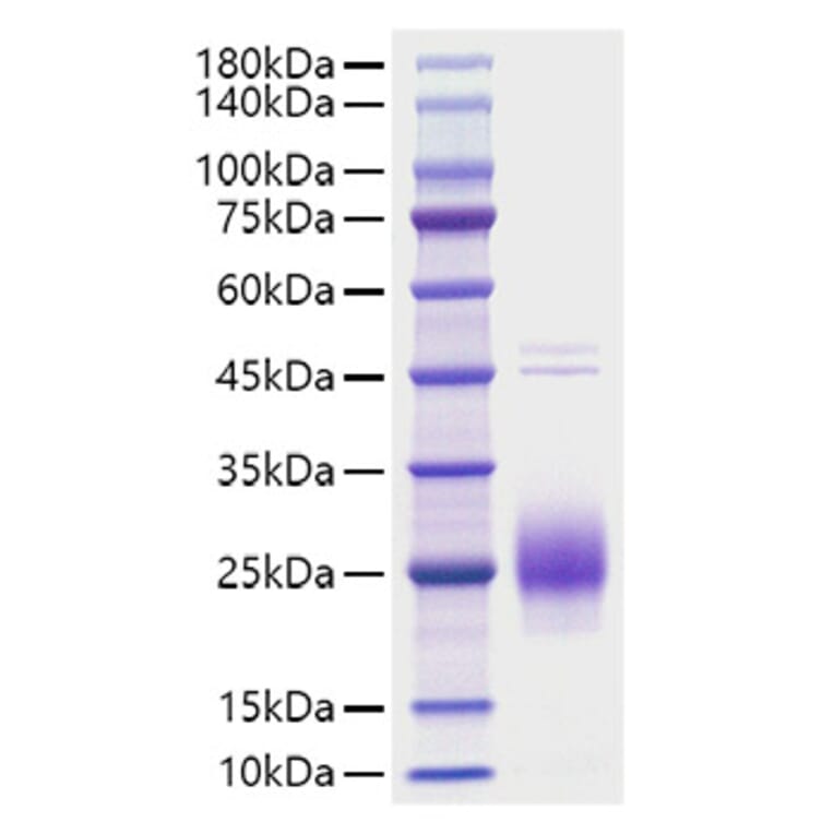SDS-PAGE - Recombinant Human HCG alpha Protein (C-terminal His Tag) (A330728) - Antibodies.com