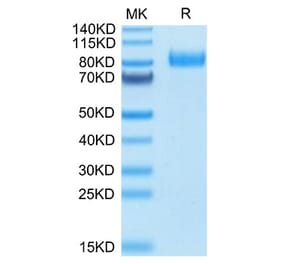 Tris-Bis PAGE - Recombinant Human HHLA2 Protein (C-terminal Human Fc Tag) (A330736) - Antibodies.com