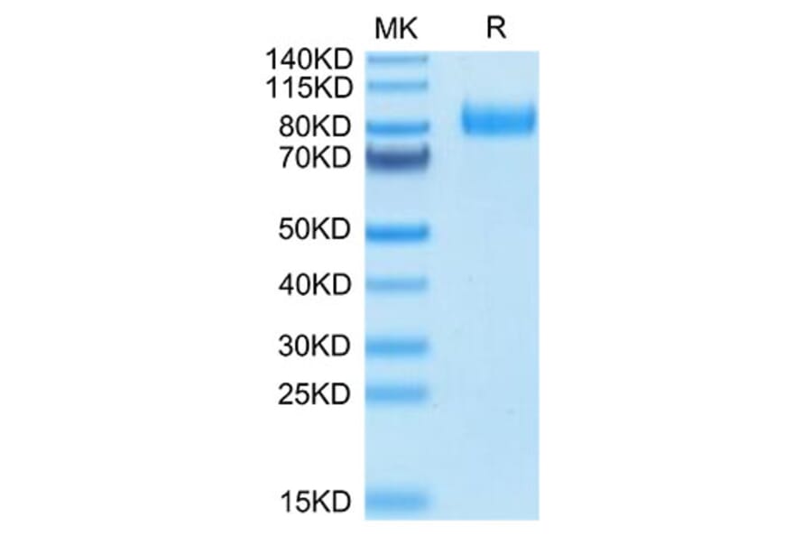 Tris-Bis PAGE - Recombinant Human HHLA2 Protein (C-terminal Human Fc Tag) (A330736) - Antibodies.com
