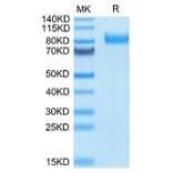Tris-Bis PAGE - Recombinant Human HHLA2 Protein (C-terminal Human Fc Tag) (A330736) - Antibodies.com