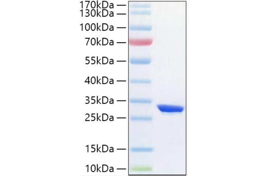 SDS-PAGE - Recombinant Human HIF-1 alpha Protein (N-terminal His Tag) (A330738) - Antibodies.com