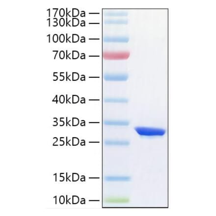SDS-PAGE - Recombinant Human HIF-1 alpha Protein (N-terminal His Tag) (A330738) - Antibodies.com