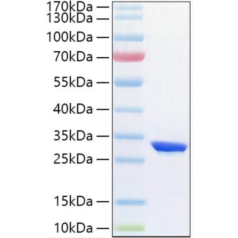 SDS-PAGE - Recombinant Human HIF-1 alpha Protein (N-terminal His Tag) (A330738) - Antibodies.com