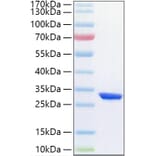 SDS-PAGE - Recombinant Human HIF-1 alpha Protein (N-terminal His Tag) (A330738) - Antibodies.com