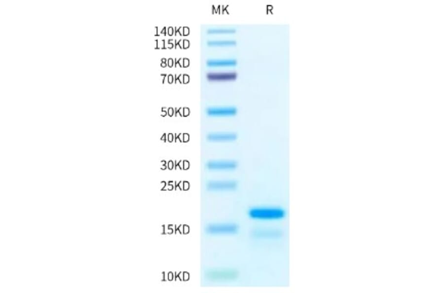 SDS-PAGE - Recombinant Human Histone H2A Protein (A330740) - Antibodies.com