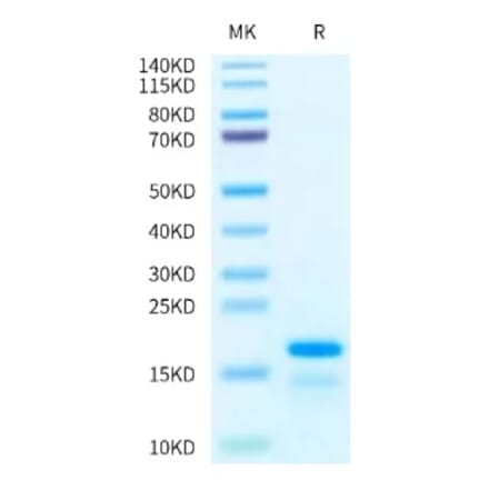 SDS-PAGE - Recombinant Human Histone H2A Protein (A330740) - Antibodies.com
