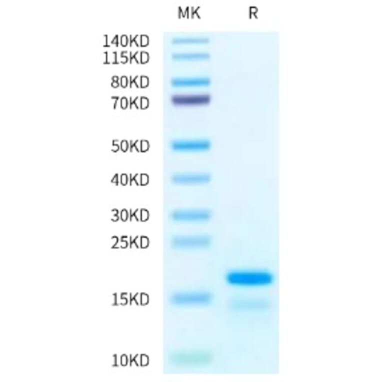 SDS-PAGE - Recombinant Human Histone H2A Protein (A330740) - Antibodies.com
