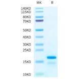 SDS-PAGE - Recombinant Human Histone H2A Protein (A330740) - Antibodies.com