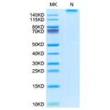 Tris-Bis PAGE - Recombinant Rhesus macaque HLA-G Protein (C-terminal His and Avi Tag) (A330741) - Antibodies.com