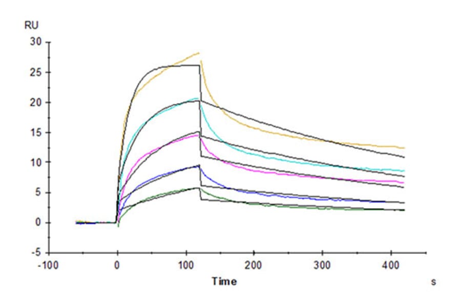 SPR Assay - Recombinant Rhesus macaque HLA-G Protein (C-terminal His and Avi Tag) (A330741) - Antibodies.com