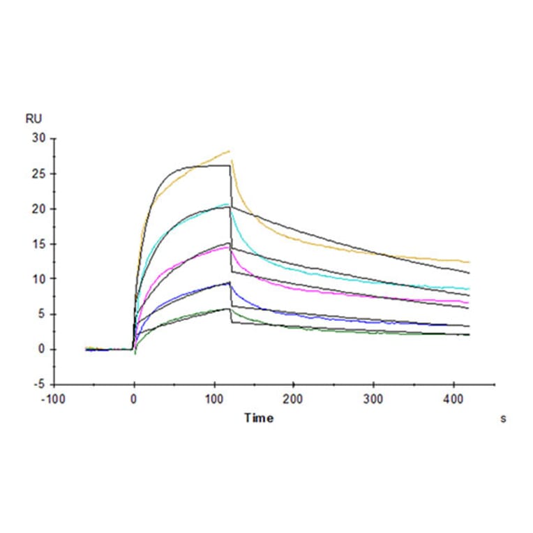 SPR Assay - Recombinant Rhesus macaque HLA-G Protein (C-terminal His and Avi Tag) (A330741) - Antibodies.com