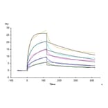 SPR Assay - Recombinant Rhesus macaque HLA-G Protein (C-terminal His and Avi Tag) (A330741) - Antibodies.com