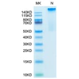 Tris-Bis PAGE - Recombinant Human HLA-G Protein (C-terminal His and Avi Tag) (A330743) - Antibodies.com