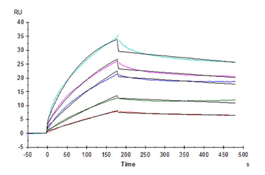 SPR Assay - Recombinant Human HLA-G Protein (C-terminal His and Avi Tag) (A330743) - Antibodies.com