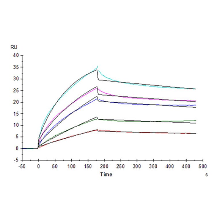 SPR Assay - Recombinant Human HLA-G Protein (C-terminal His and Avi Tag) (A330743) - Antibodies.com