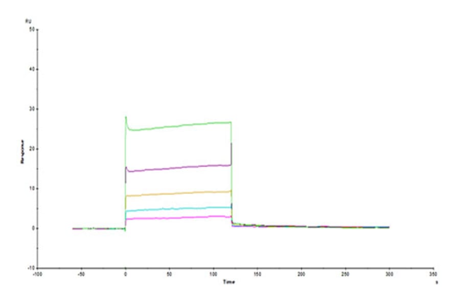 SPR Assay - Recombinant Human HLA-G Protein (C-terminal His and Avi Tag) (A330743) - Antibodies.com