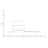 SPR Assay - Recombinant Human HLA-G Protein (C-terminal His and Avi Tag) (A330743) - Antibodies.com