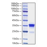 SDS-PAGE - Recombinant Mouse HMGB1 Protein (C-terminal His Tag) (A330744) - Antibodies.com