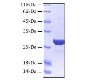 SDS-PAGE - Recombinant Human HMGB1 Protein (C-terminal His Tag) (A330745) - Antibodies.com