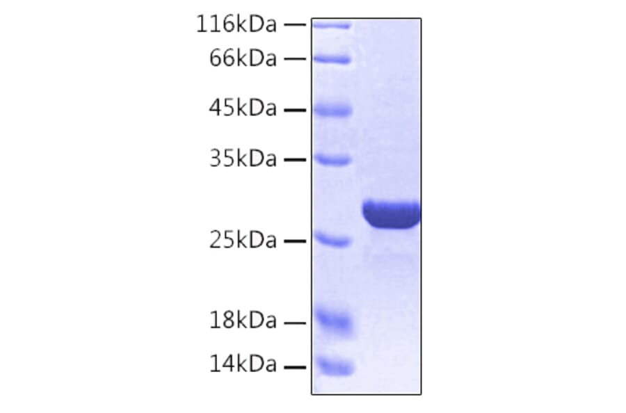 SDS-PAGE - Recombinant Human HMGB1 Protein (C-terminal His Tag) (A330745) - Antibodies.com