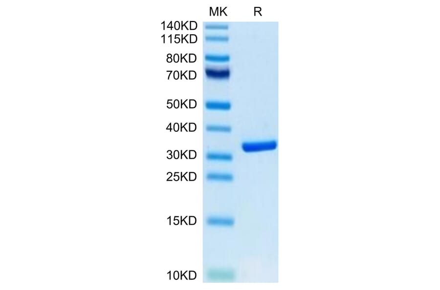 Tris-Bis PAGE - Recombinant Human HMGB1 Protein (Biotin) (C-terminal His Tag) (A330747) - Antibodies.com
