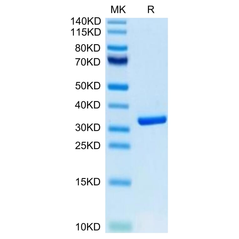 Tris-Bis PAGE - Recombinant Human HMGB1 Protein (Biotin) (C-terminal His Tag) (A330747) - Antibodies.com