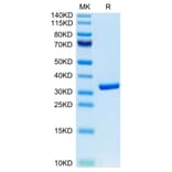 Tris-Bis PAGE - Recombinant Human HMGB1 Protein (Biotin) (C-terminal His Tag) (A330747) - Antibodies.com