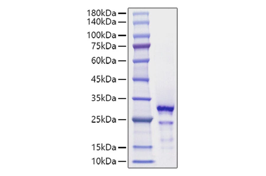 SDS-PAGE - Recombinant Human HMGB2 Protein (C-terminal His Tag) (A330748) - Antibodies.com