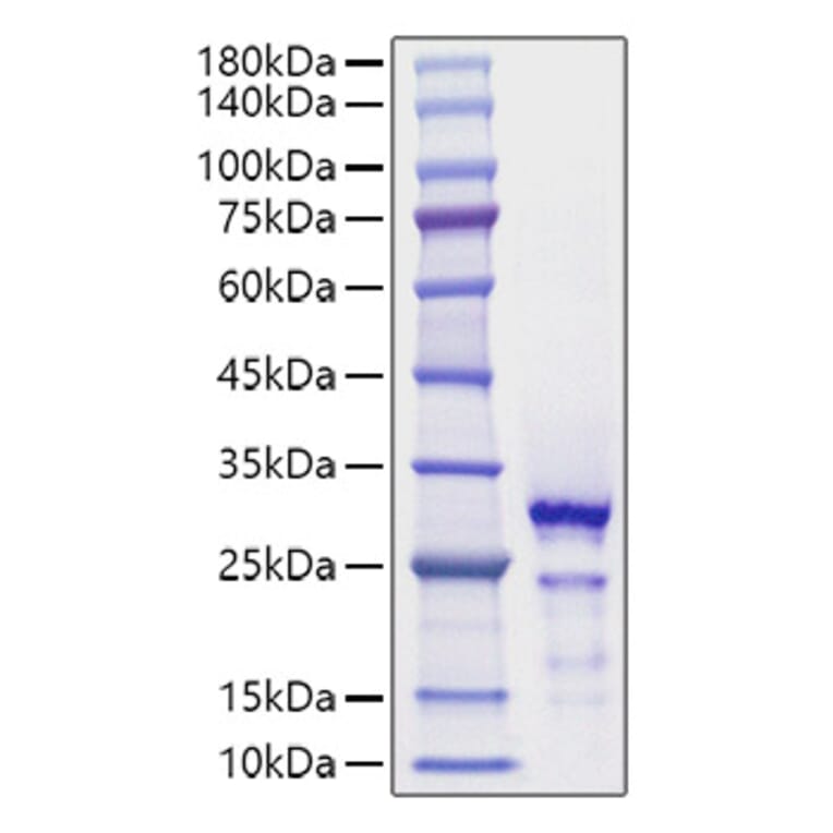 SDS-PAGE - Recombinant Human HMGB2 Protein (C-terminal His Tag) (A330748) - Antibodies.com