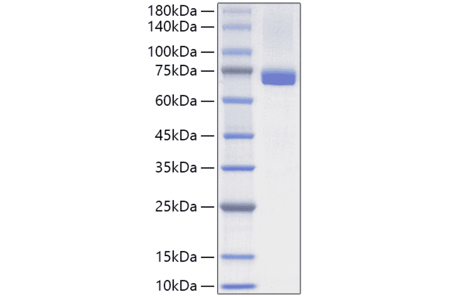 SDS-PAGE - Recombinant Human Hsc70 Protein (N-terminal His Tag) (A330750) - Antibodies.com