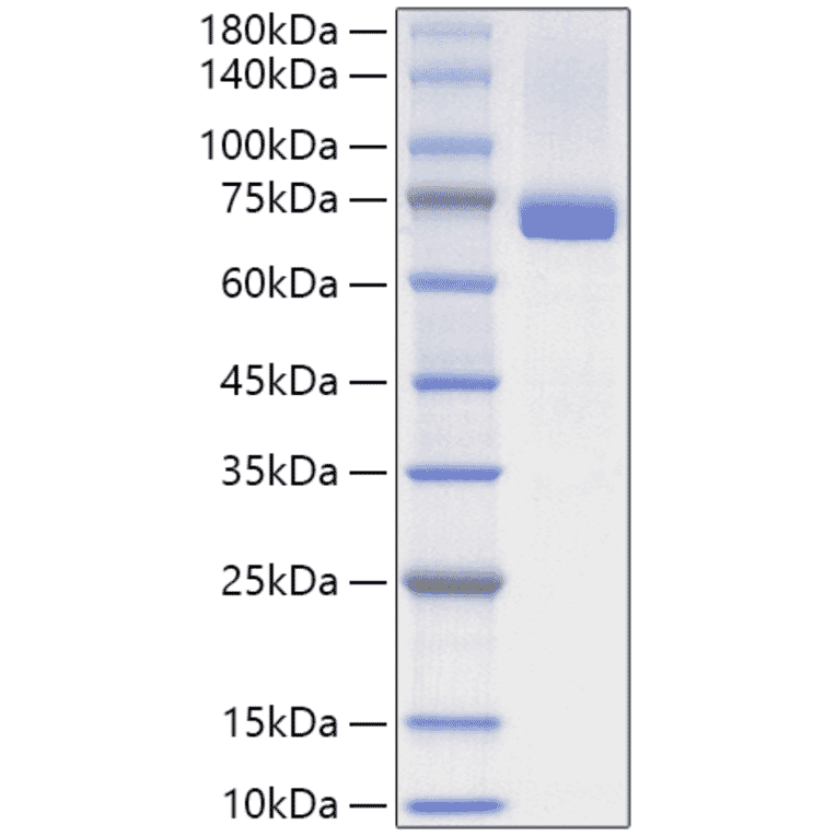SDS-PAGE - Recombinant Human Hsc70 Protein (N-terminal His Tag) (A330750) - Antibodies.com