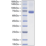 SDS-PAGE - Recombinant Human Hsc70 Protein (N-terminal His Tag) (A330750) - Antibodies.com