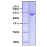 SDS-PAGE - Recombinant Human HSP47 Protein (C-terminal His Tag) (A330751) - Antibodies.com