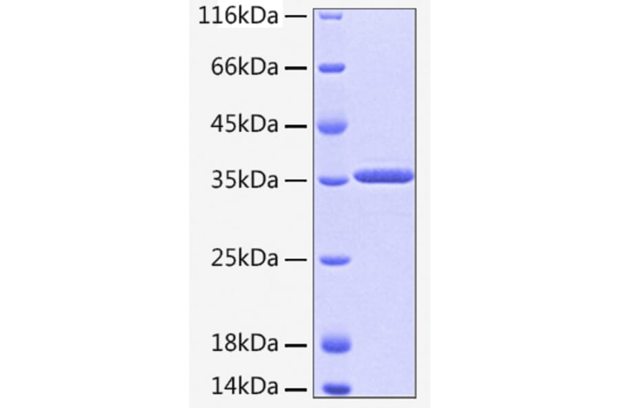 SDS-PAGE - Recombinant Human HTRA2 Protein (A330753) - Antibodies.com