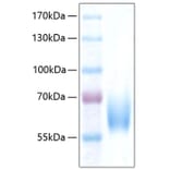 SDS-PAGE - Recombinant Human ICAM2 Protein (C-terminal Human Fc and His Tag) (A330755) - Antibodies.com