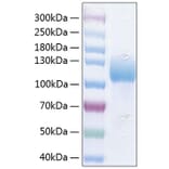 SDS-PAGE - Recombinant Human ICAM3 Protein (C-terminal Human Fc and His Tag) (A330756) - Antibodies.com