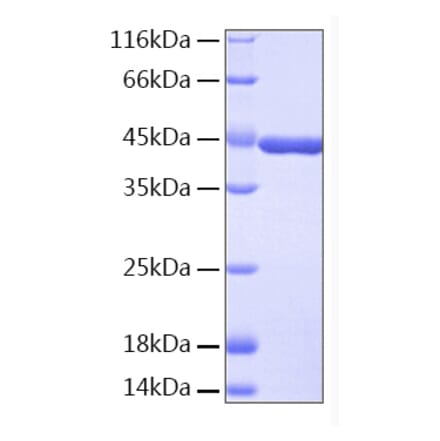 SDS-PAGE - Recombinant Human IDO Protein (A330758) - Antibodies.com
