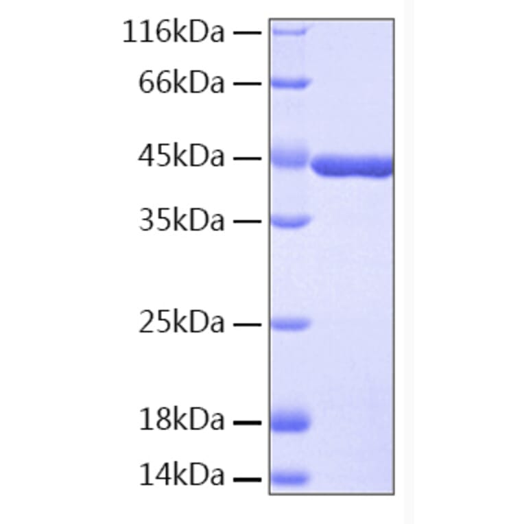 SDS-PAGE - Recombinant Human IDO Protein (A330758) - Antibodies.com