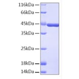 SDS-PAGE - Recombinant Human IDO Protein (A330758) - Antibodies.com