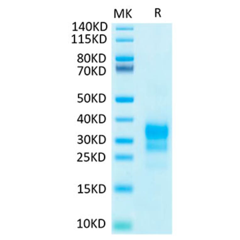 Tris-Bis PAGE - Recombinant Human IFN gamma Protein (Biotin) (C-terminal His and Avi Tag) (A330761) - Antibodies.com