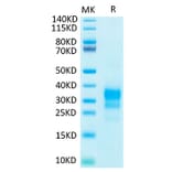 Tris-Bis PAGE - Recombinant Human IFN gamma Protein (Biotin) (C-terminal His and Avi Tag) (A330761) - Antibodies.com