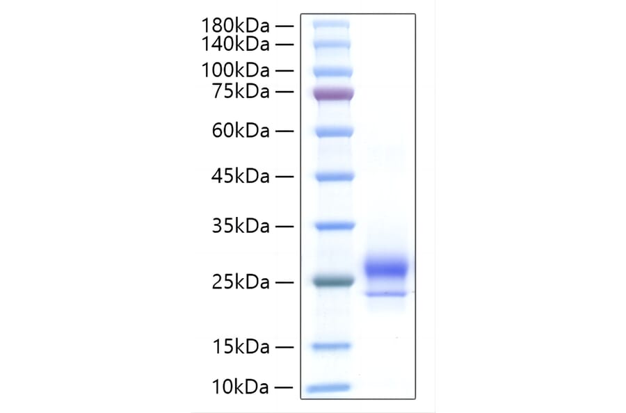 SDS-PAGE - Recombinant Human IFNA14 Protein (C-terminal His Tag) (A330764) - Antibodies.com