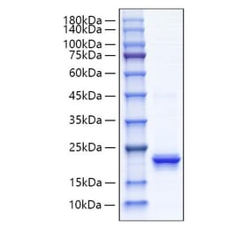 SDS-PAGE - Recombinant Human IFNA4 Protein (C-terminal His Tag) (A330765) - Antibodies.com