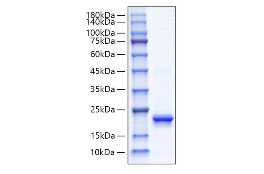SDS-PAGE - Recombinant Human IFNA4 Protein (C-terminal His Tag) (A330765) - Antibodies.com